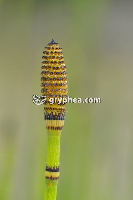 Prêle - strobile (Equisetum hyemale) - gryphea.com